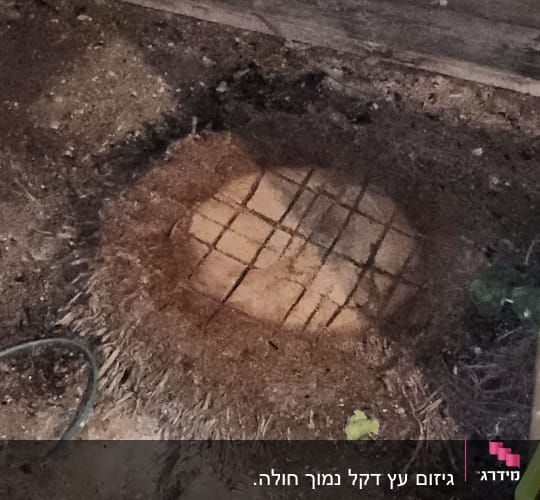 גדם עץ חתוך עם סימני חיתוך